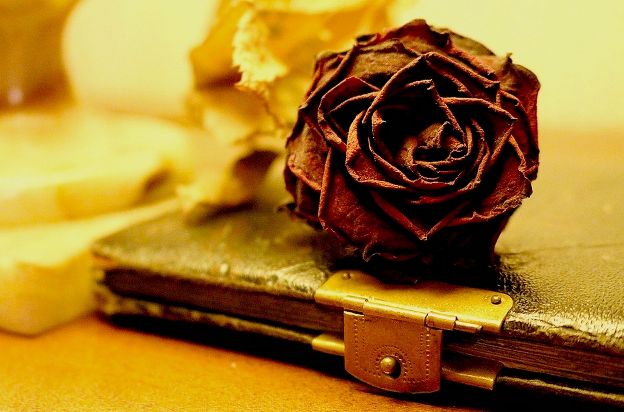 Still life rose and mother's poetry album - Photo by Jens Schommer